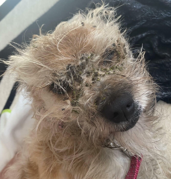 Dog Got Excited To See Grandpa And Ran Through A Bush Full Of Burrs