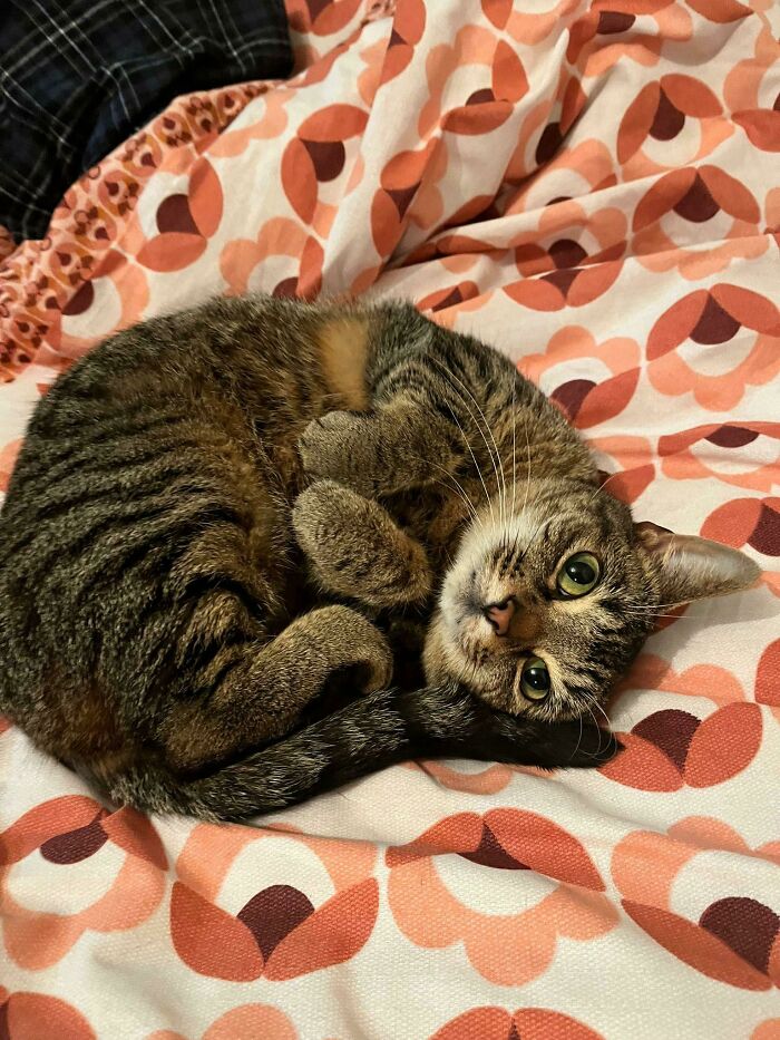 The Cat Waiting For Us On Our Bed