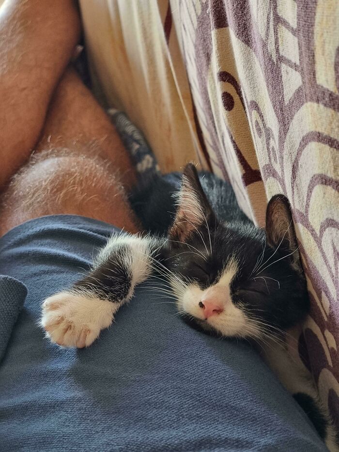 My New Stray Kitten. Sorry For The Hairy Leg