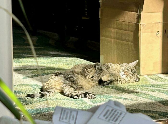 My 67-Year-Old Dad Snapped This Pic Of Our 20-Year-Old Kitten Napping In The Winter Sun