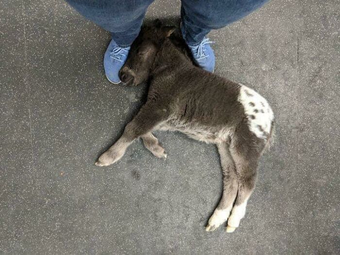 Este potrillo se durmió en los pies del veterinario mientras hablaba con sus dueños