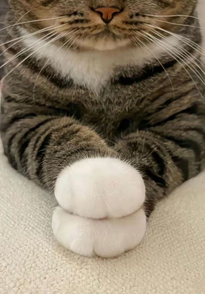 Paws