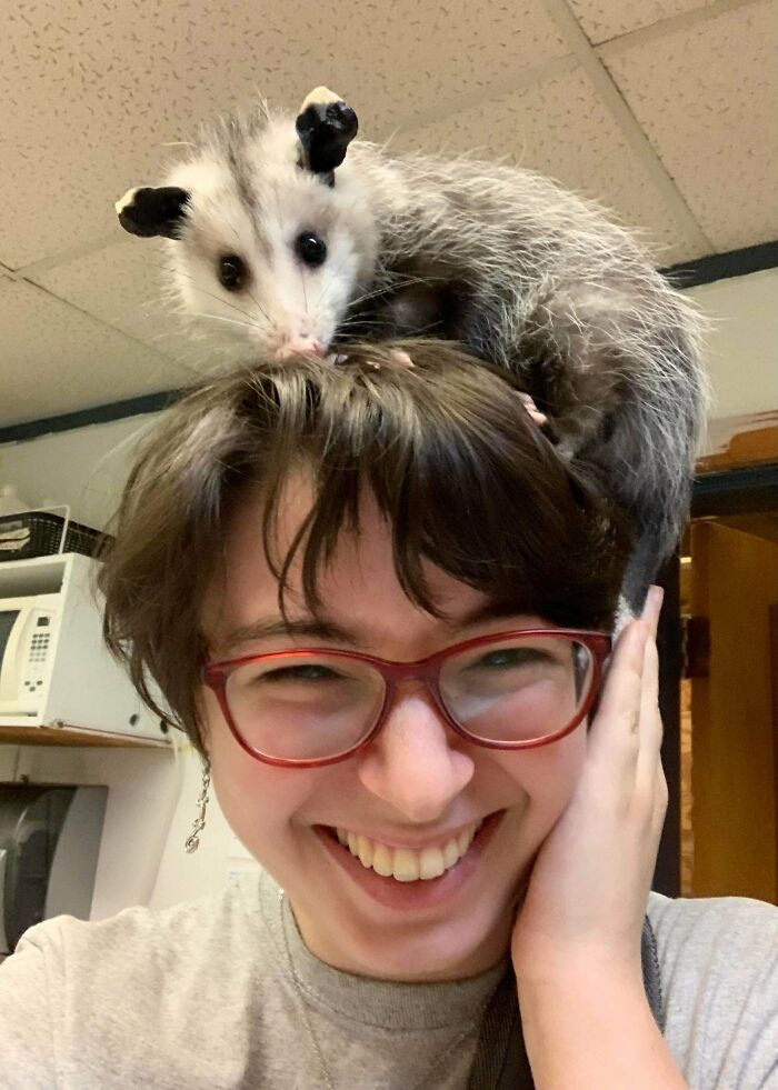 Here's To A Full Year With Penny The Opossum! She Is Not A Pet But An Unreleasable Educational Animal Who Is Perfect In Every Way