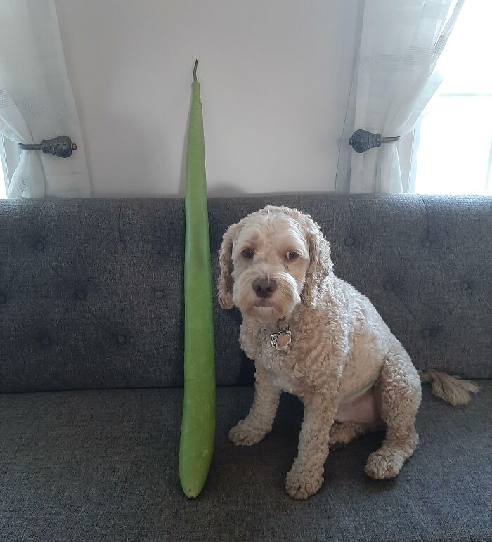  My Dad Found This Strange Meter-Long Vegetable Thing In A Ravine In Toronto, Canada (Dog For Scale)