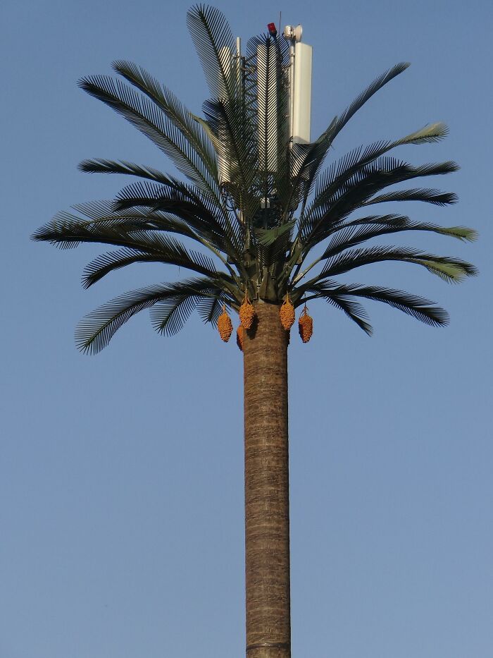 En Marruecos disfrazan los postes y torres con distintas utilidades como si fueran palmeras