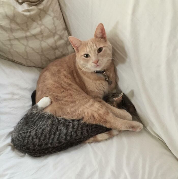 My Foster Kitten Was Annoying My Cat So He Put Her In A Headlock Until She Calmed Down Enough To Groom Her