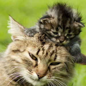 mariasofiabolde avatar