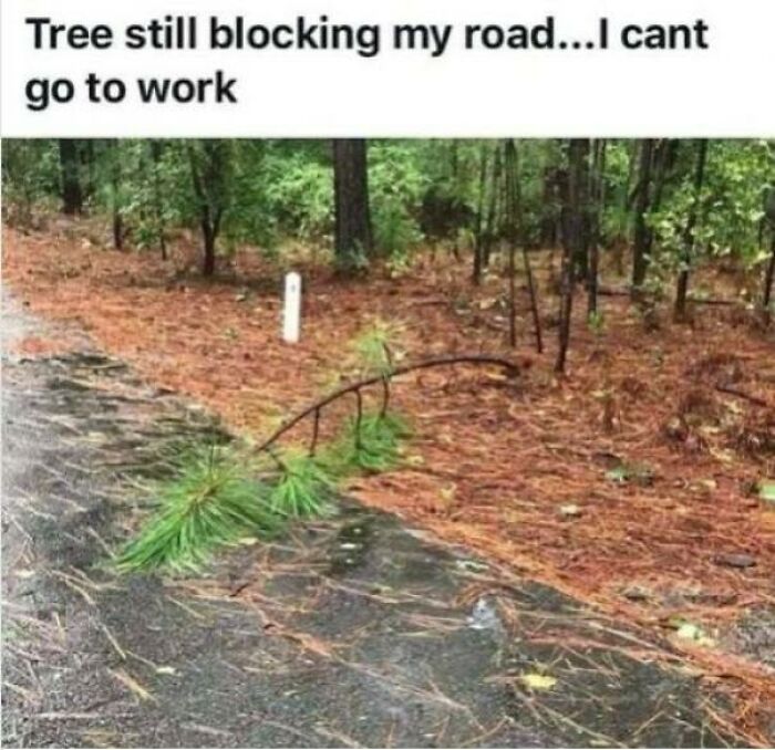 Cant Go To Work, Tree Blocking The Road