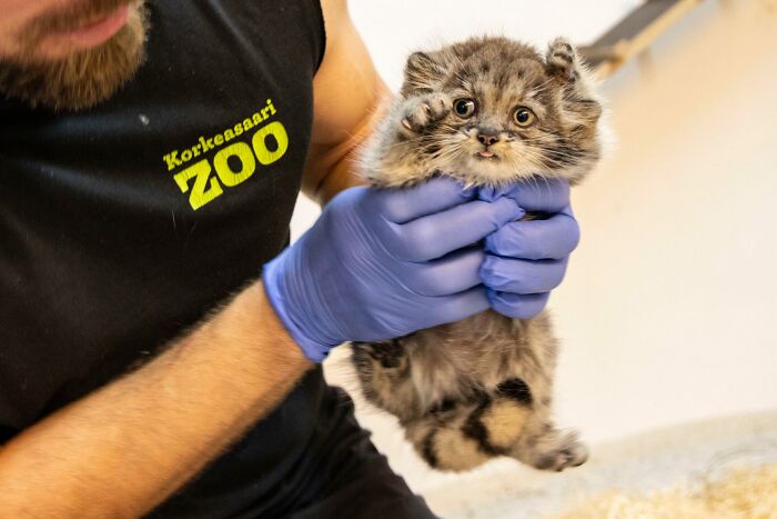 Pallas's Cat Born In Helsinki Zoo