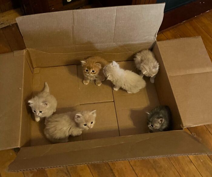 A Whole Box Of Them