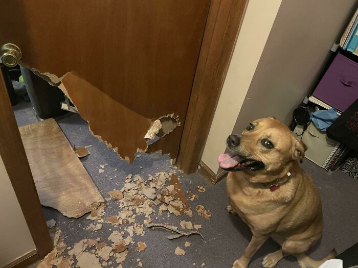 El perro decidió destrozar la puerta del dormitorio mientras estaba en el trabajo