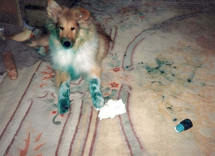 Esta es Bonnie, encontró una lata de pintura azul mal cerrada. Arreglar la alfombra cuesta una fortuna