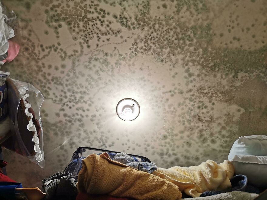 Just Came Back From My Vacations And Found This Growing Into The Ceiling...