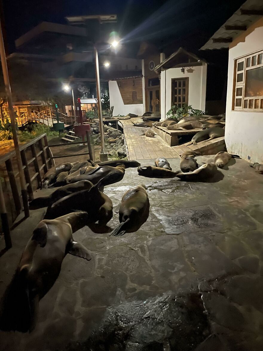 The Only Path Back To My Room Blocked By Cute But Incredibly Angry Sea Lions