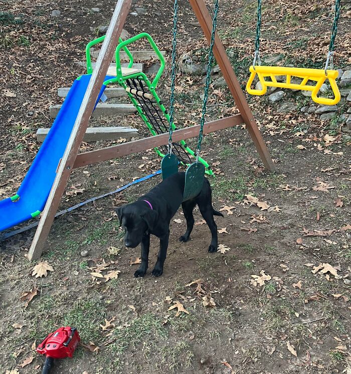 My Dog Got Stuck On The Swing Today
