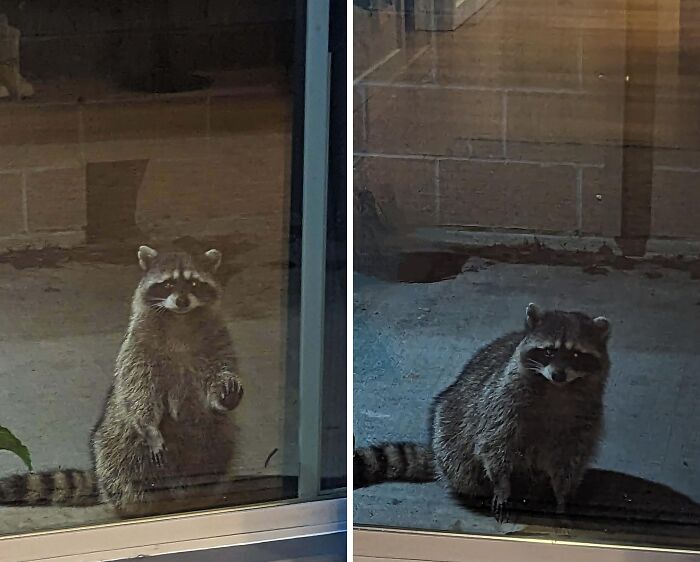 This Sad Raccoon At My Back Door At 2:00 AM, He Was Looking For My Cat Who Wasn't Home