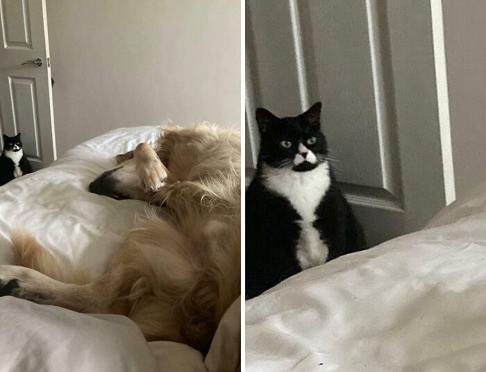 Looking After My Parents' Dog, And My Cat Is Not Impressed With Our Visitor