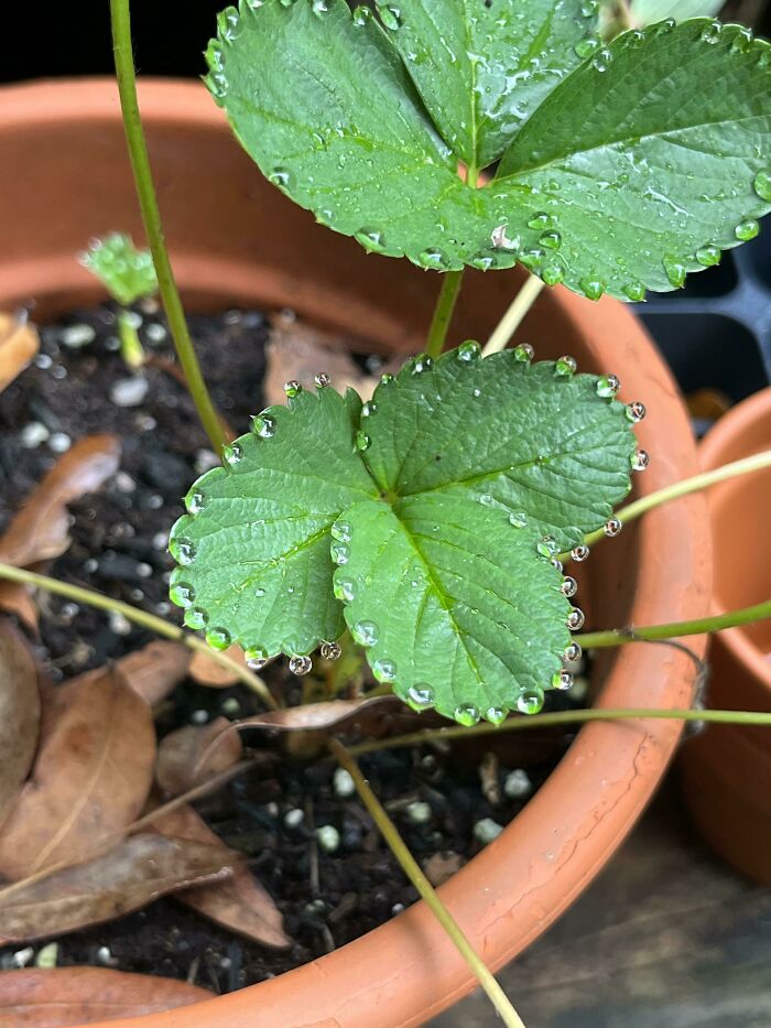 The Way Water Droplets Formed On My Strawberry Plant