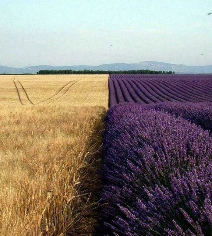 Wheat Blends Perfectly With Lavender