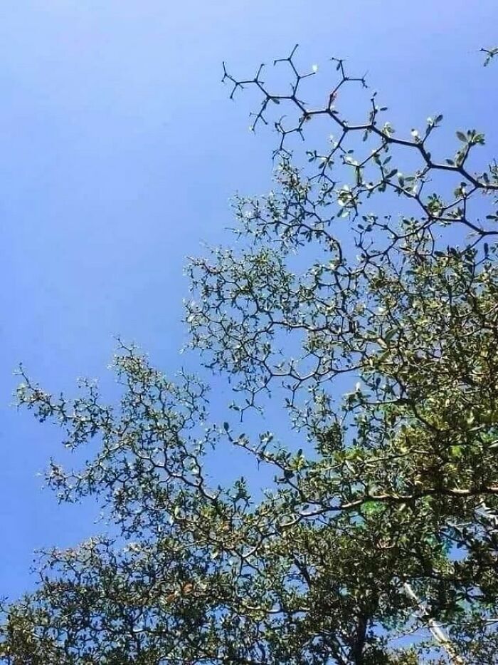 A Tree Is Like A Chemist