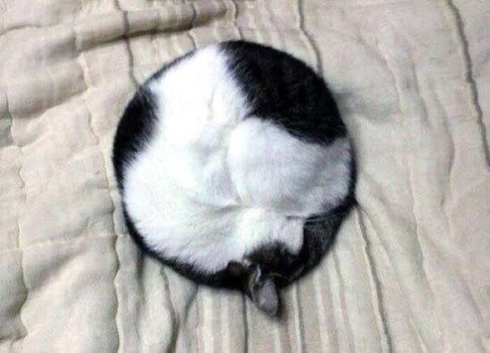 When Winter Comes And It's Cold, The Cat Curls Up In A Perfect Circle