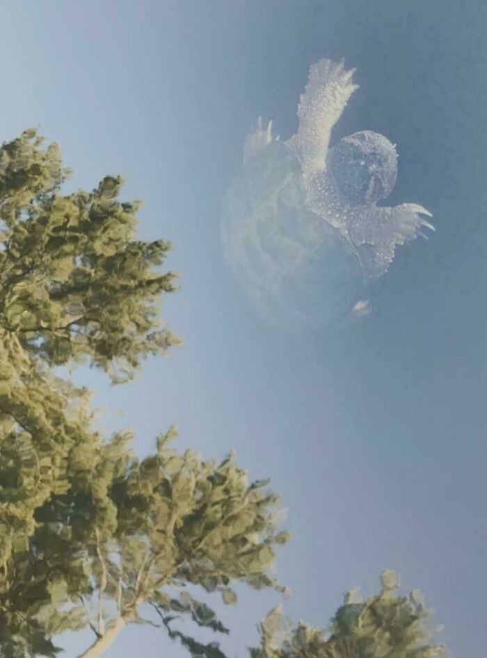 Image Of A Turtle In A Clear Lake