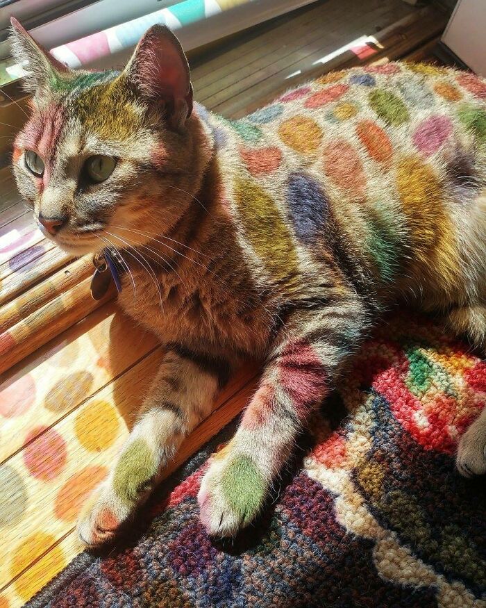 Stained Glass Reflection On This Cat
