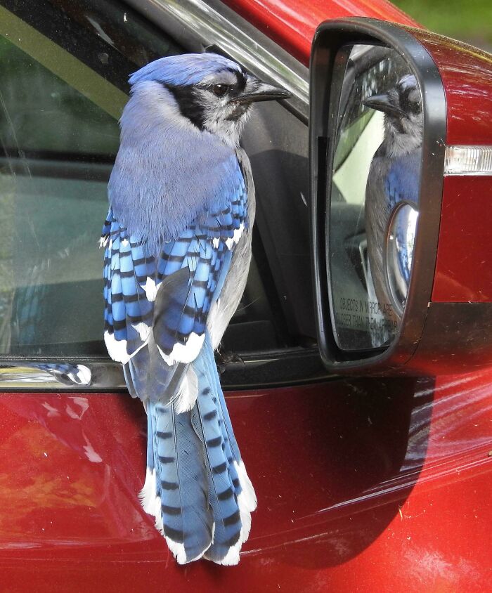 What Could Be More Ontario Than The Self-Admiration Of A Blue Jay