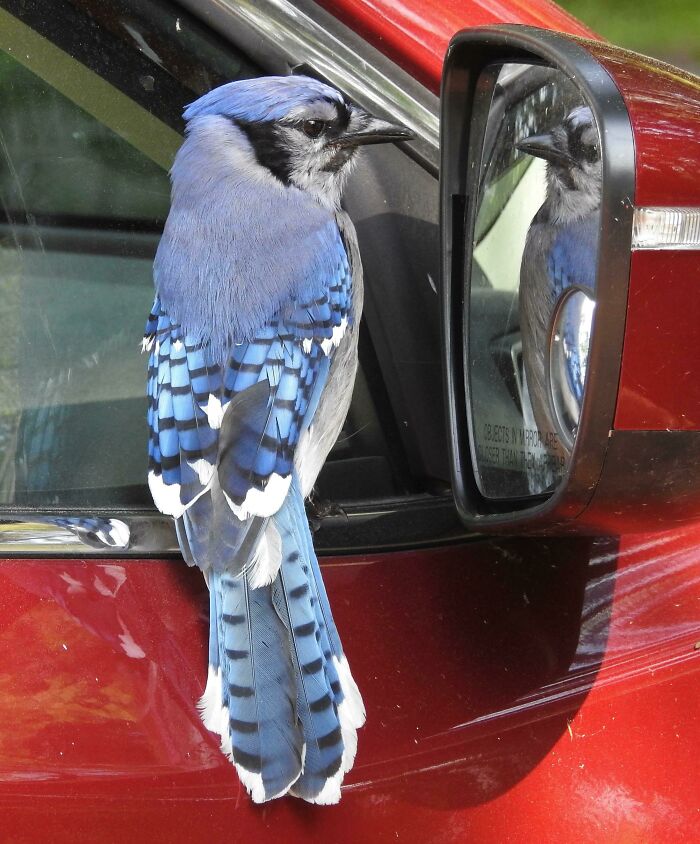 Arrendajo azul admirando su reflejo en Ontario