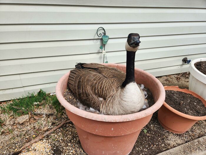 This Canadian Goose Comes Back Year After Year To Lay Her Eggs In My Neighbor's Plant Pot