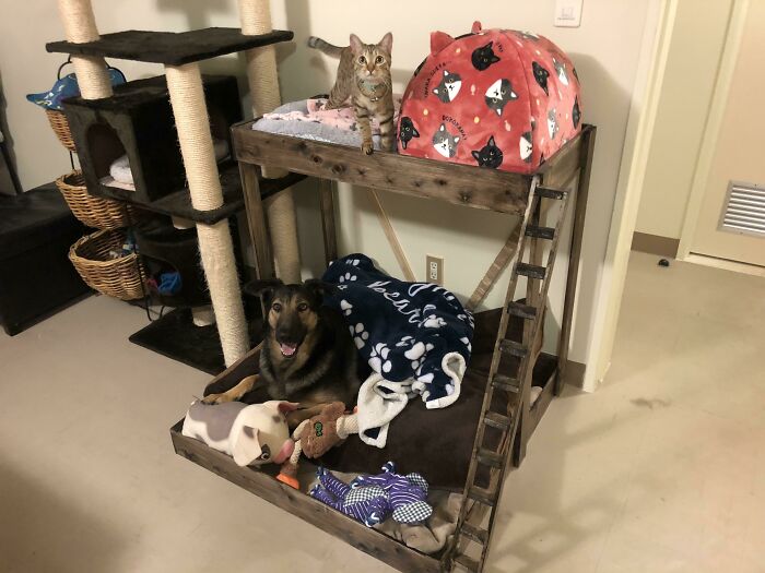 I Was Told This Belonged Here. Made A Bunk Bed For My Dog And My Half Dog