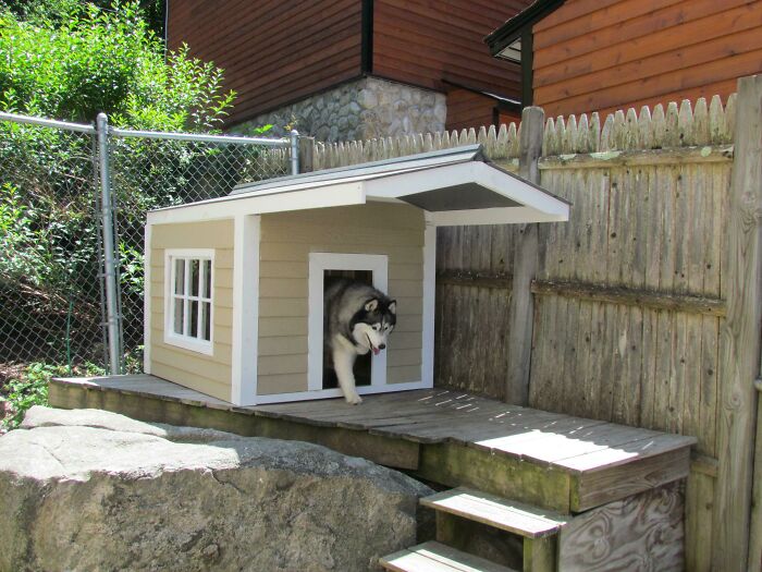 My Husky Sequoia Inspecting Her New House