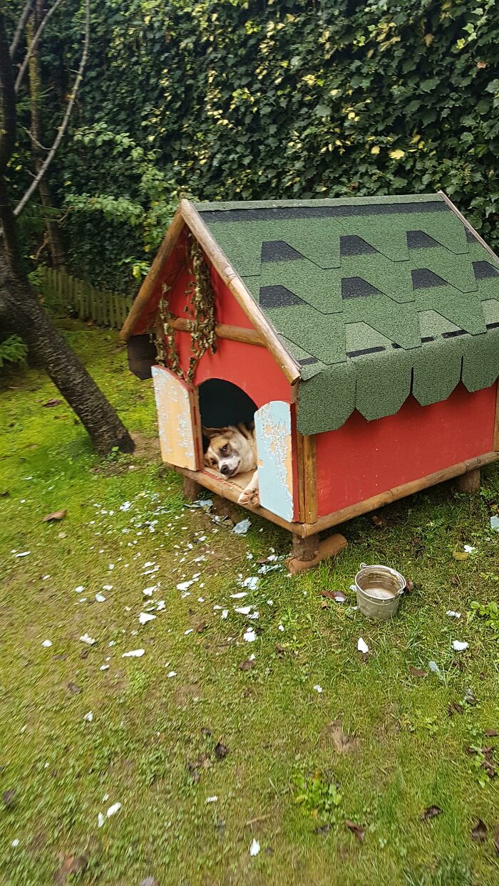 My Good Boy Robin Chilling In The House I Made For Him (He Chews Some Parts Of It To Make An Artistic Statement)