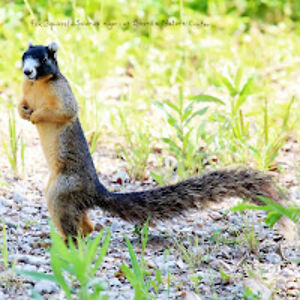 carollovell-saas avatar