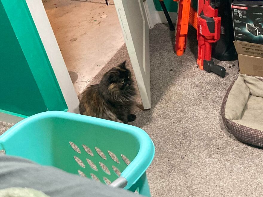 My Cat Brought A Live Mouse In And Lost It In My Room. Again