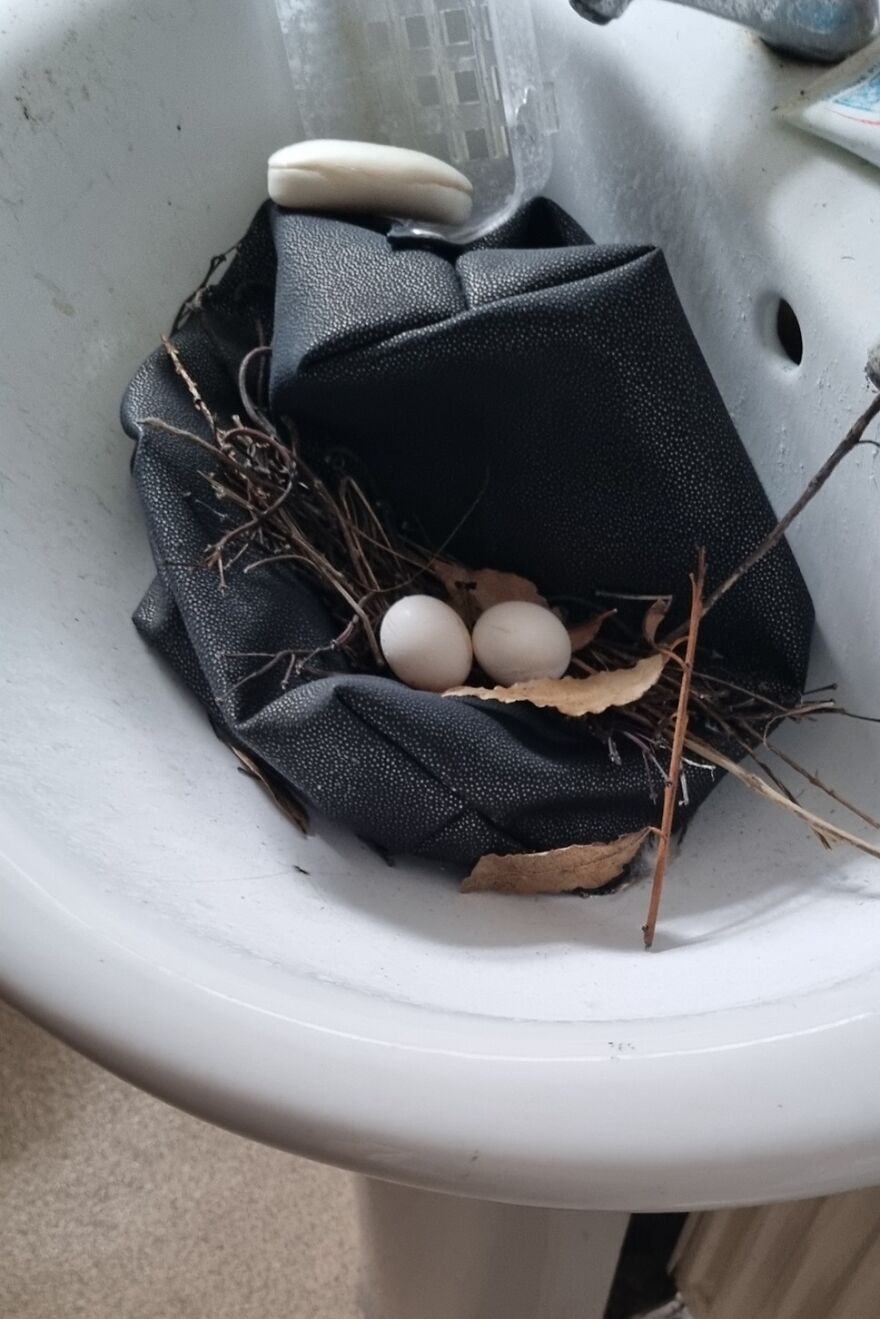 La ventana del cuarto de baño se quedó abierta mientras estaba fuera por 3 semanas y un pájaro hizo un nido en el lavabo