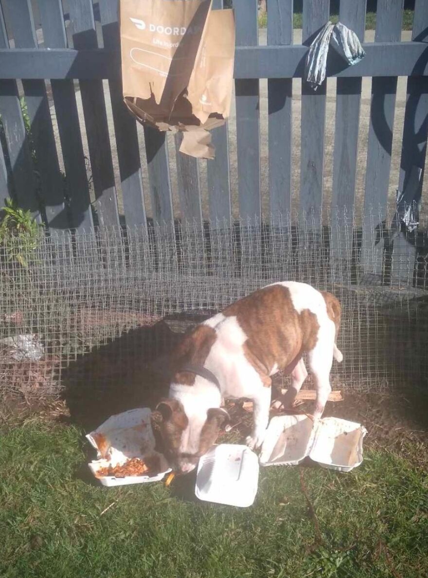 El repartidor colgó mi comida de la valla y el perro se la comió toda