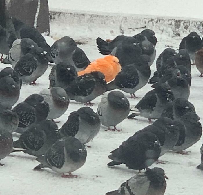 Have You Seen East Toronto’s Orange Pigeon?