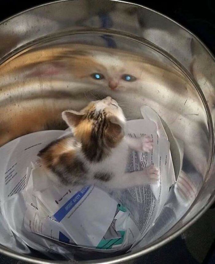 Cursed_bowl