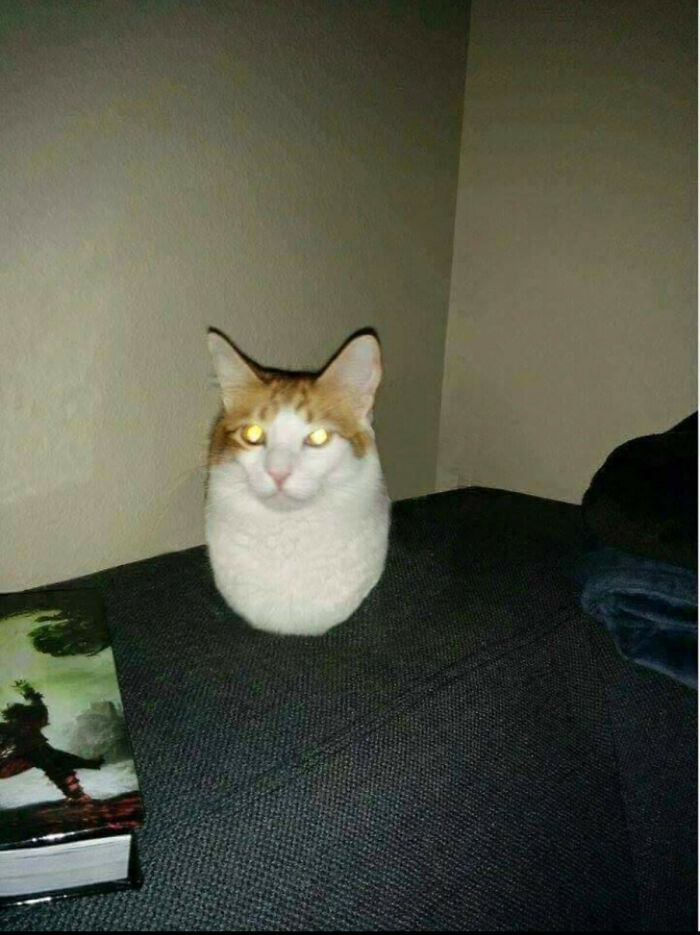 Cursed_eggcat