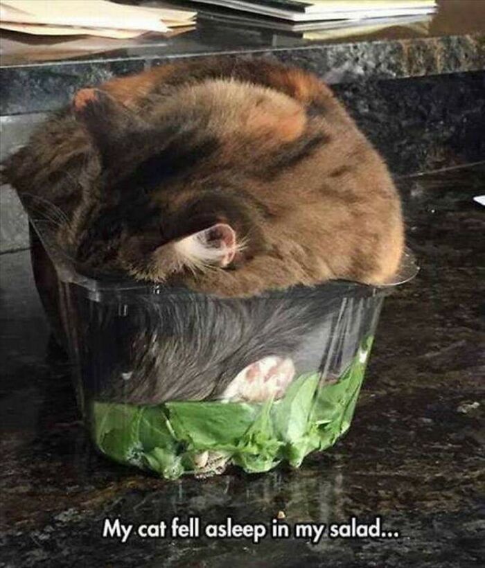 Cursed_salad