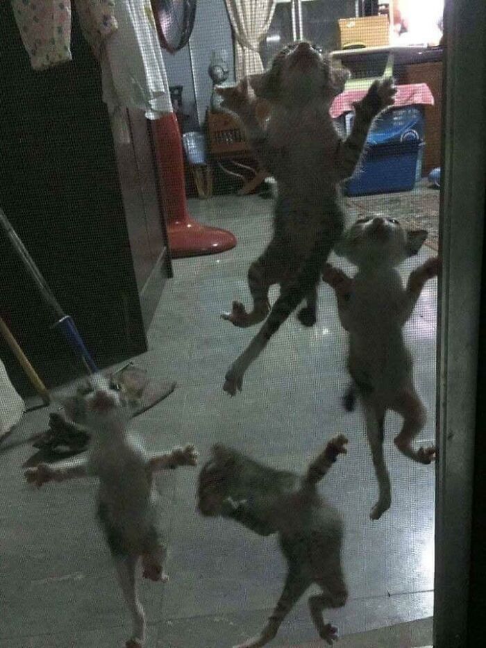 Cursed_gremlins