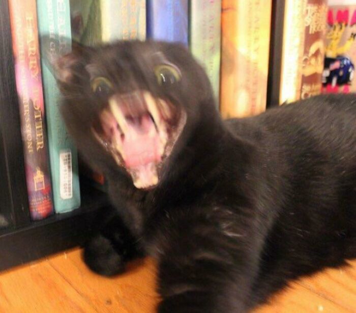 Cursed_yawn