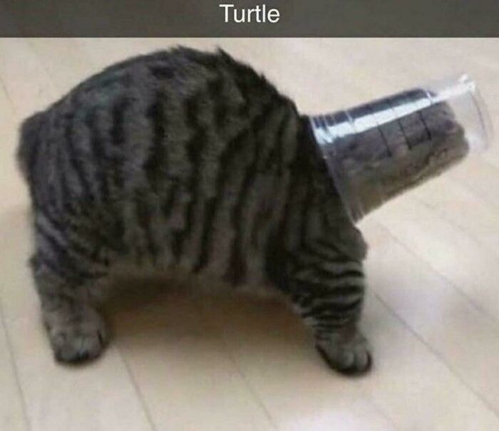 Cursed_turtle