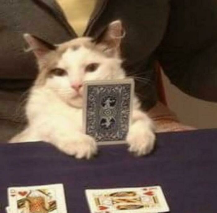 Cat Playing Cards