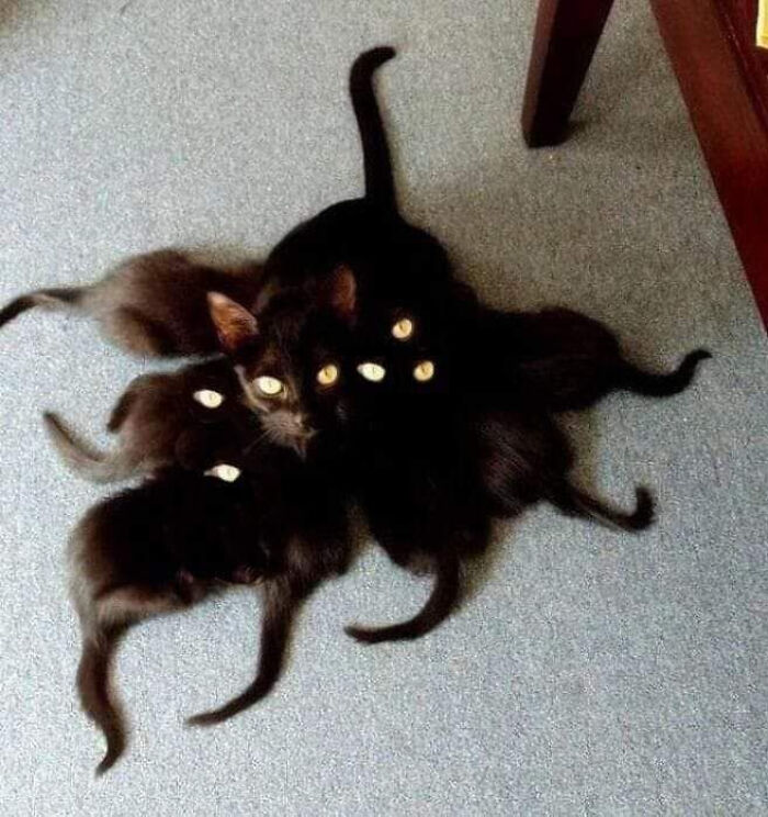 Tentacat