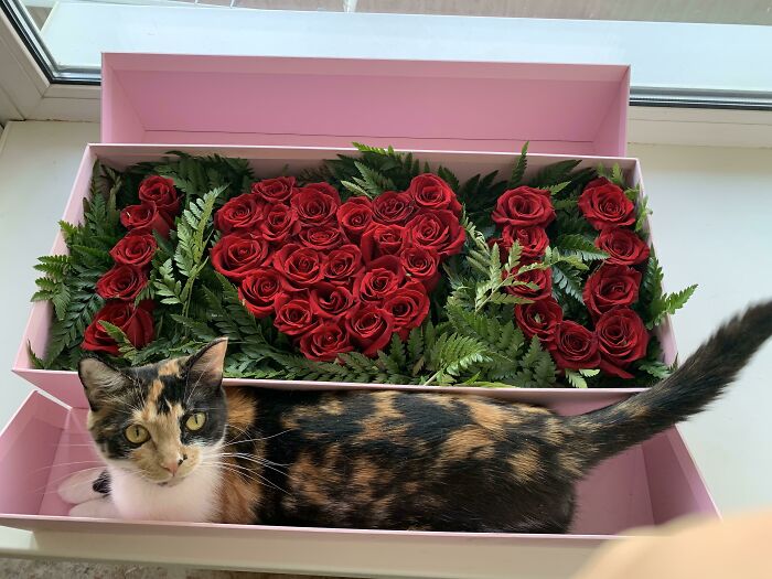 I’m Not The Only One Who Liked My Valentine's Present