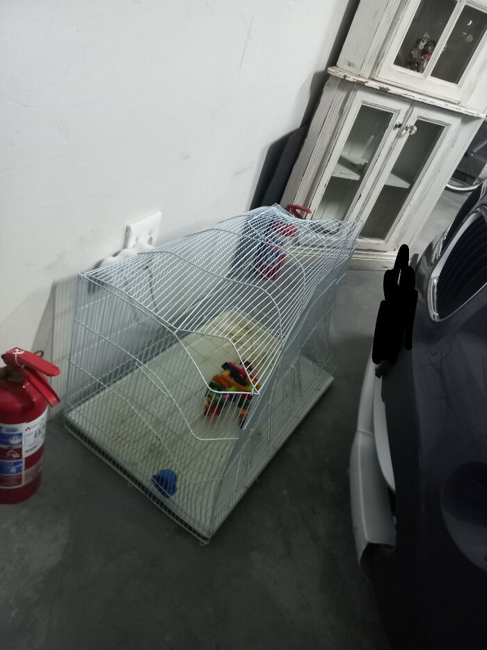 My Mom Drove Into My Birds Travel Cage ✌️😔 There Was No More Space Anywhere Else In The Garage, I Should've Thought Twice About My Placement So That's On Me