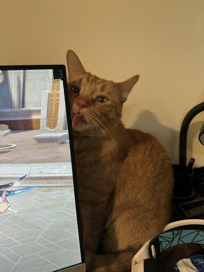 Moved In With Partner, And His Cat Chomped My Monitor