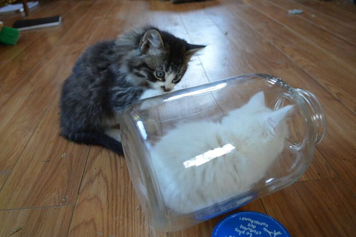 My Kitten Likes To "Hide" In This Jar, Her Brother Is Confused